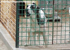 Ara nel lavoro di guardia